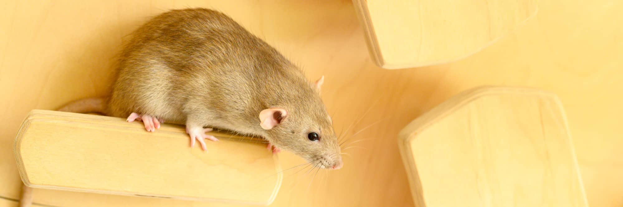 Mice pest control
